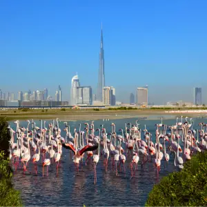 Ras Al Khor Wildlife Sanctuary
