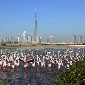 Ras Al Khor Wildlife Sanctuary