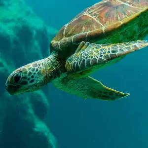 Dubai Marina Wildlife