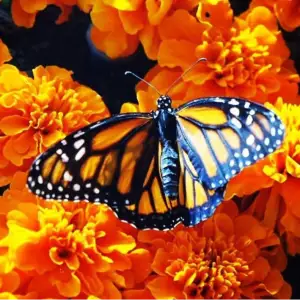 Dubai Butterfly Garden