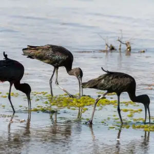 Jebel Ali Wildlife Sanctuary