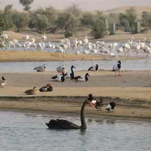 Al Marmoom Desert Conservation Reserve