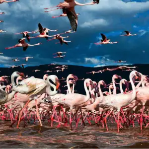 Ras Al Khor Wildlife Sanctuary