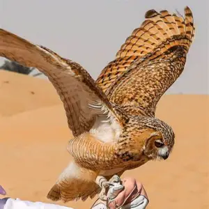Dubai Desert Conservation Reserve