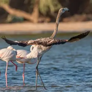 Al Marmoom Desert Conservation Reserve