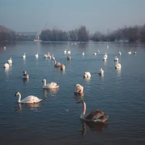 Dubai Silicon Oasis (DSO) Lakes