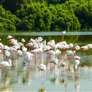 Ras Al Khor Wildlife Sanctuary