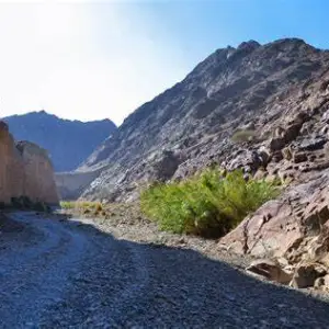 Wadi Wurayah Mangroves, Fujairah
