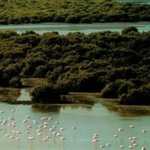 Al Zorah Nature Reserve, Ajman