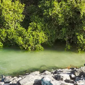 Mangrove National Park, Abu Dhabi