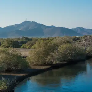 Khor Kalba Mangrove Forest, Sharjah