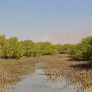 Rams Arsen Mangrove Forest, Fujairah