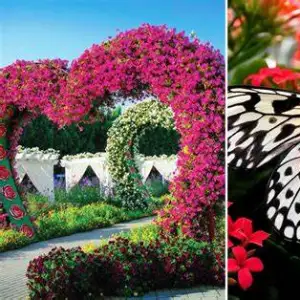 Dubai Butterfly Garden