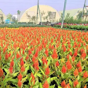 Riyadh Gardens (Al Marmoom Desert Conservation Reserve)