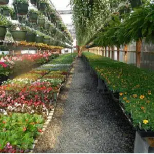 Greenhouse Organic Farm