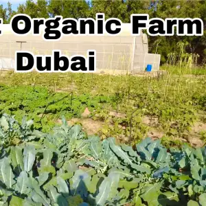 Dubai Desert Conservation Reserve