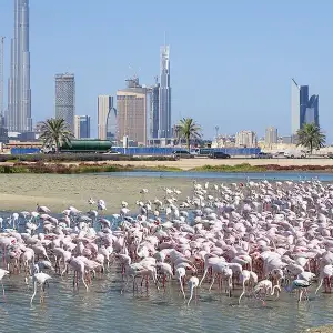 Ras Al Khor Wildlife Sanctuary