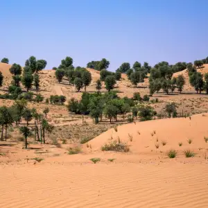 Dubai Desert Conservation Reserve