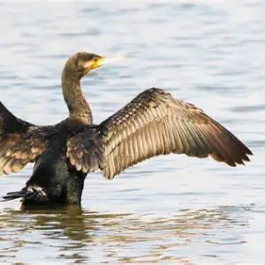 Ras Al Khor Wildlife Sanctuary Birdwatching Tour