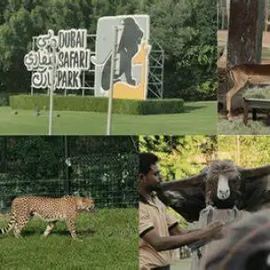 Dubai Wildlife Conservation Walks